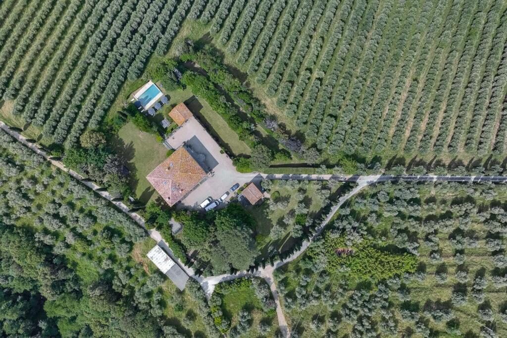 Aerial view of villa among olive grove rows